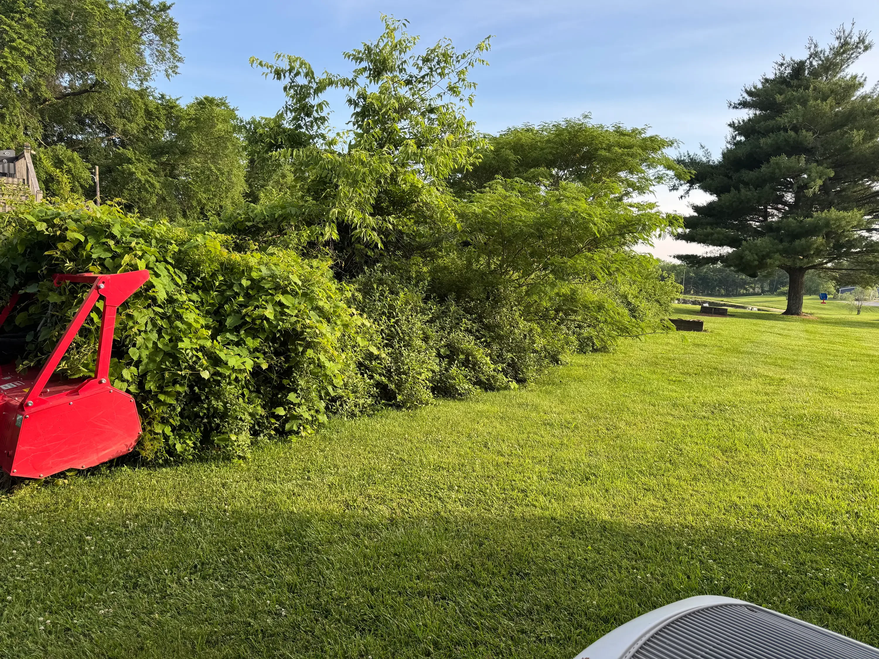 Cleared lawn with removed hedge debris and mature trees, open landscape restoration