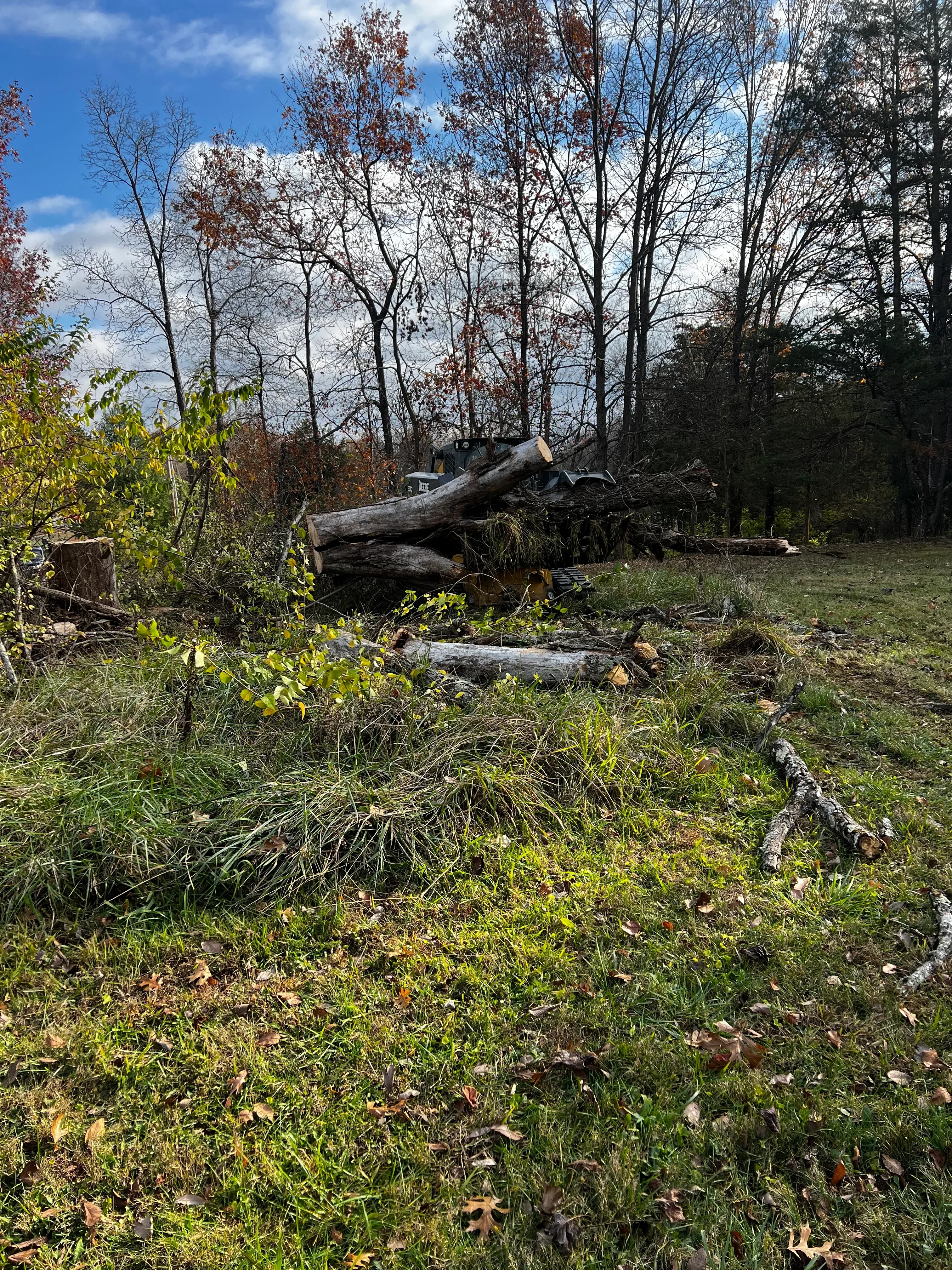 Before clearing: overgrown lot with dense vegetation, vines, and brush covering property